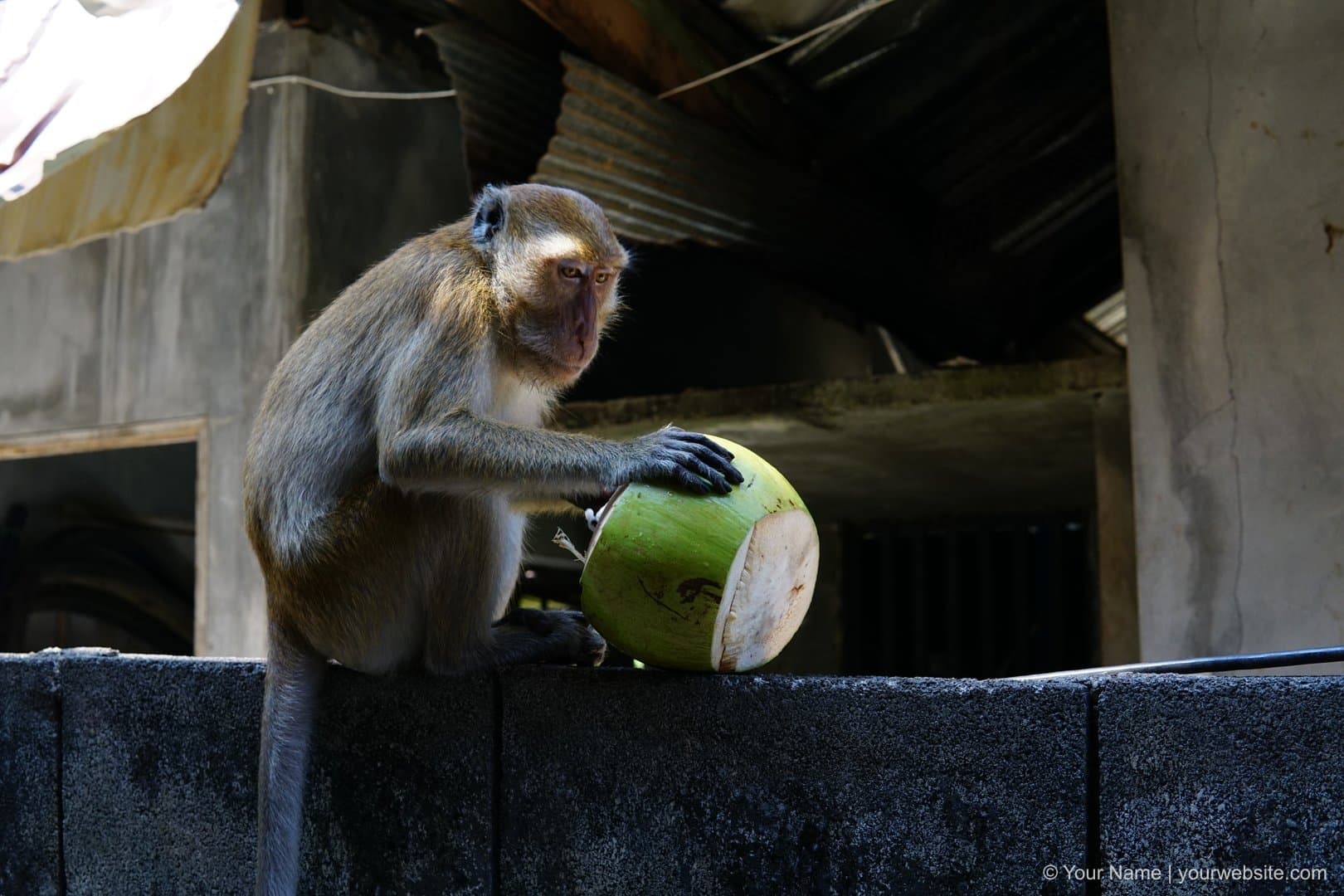 Macaque monkey in temple grounds