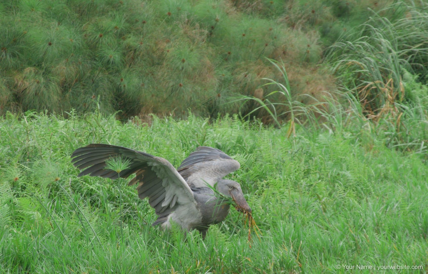 Colorful bird in Uganda's rainforest