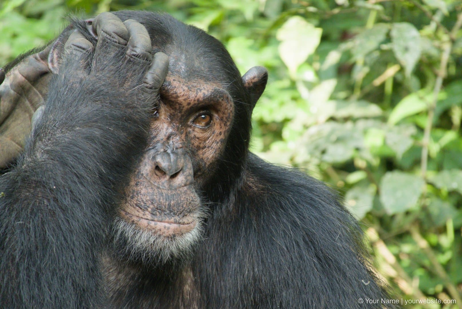 Chimpanzee in natural habitat